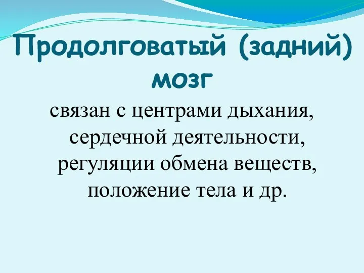 Продолговатый (задний) мозг связан с центрами дыхания, сердечной деятельности, регуляции обмена веществ, положение тела и др.