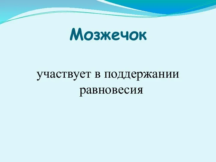 Мозжечок участвует в поддержании равновесия