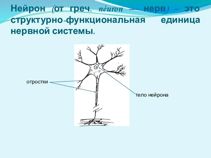 Нейрон (от греч. néuron — нерв) – это структурно-функциональная единица нервной системы. тело нейрона отростки