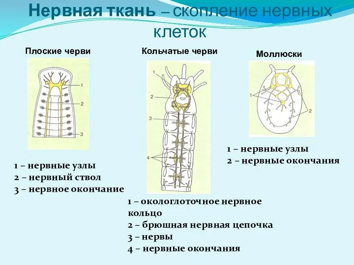 Нервная ткань – скопление нервных клеток Плоские черви Кольчатые черви Моллюски