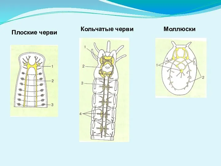 Моллюски Кольчатые черви Плоские черви