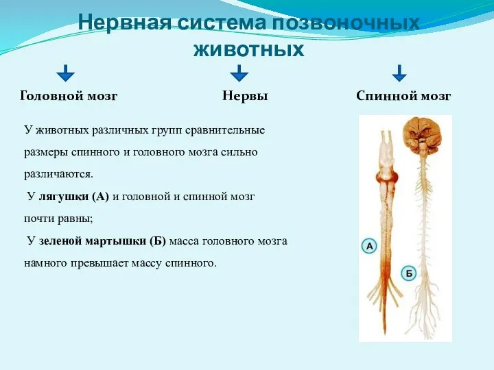 Нервная система позвоночных животных Головной мозг Нервы Спинной мозг У животных