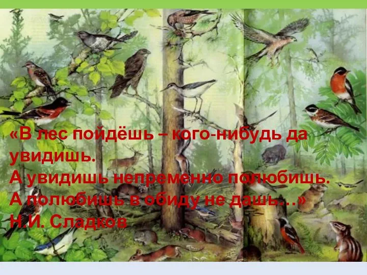 «В лес пойдёшь – кого-нибудь да увидишь. А увидишь непременно полюбишь.