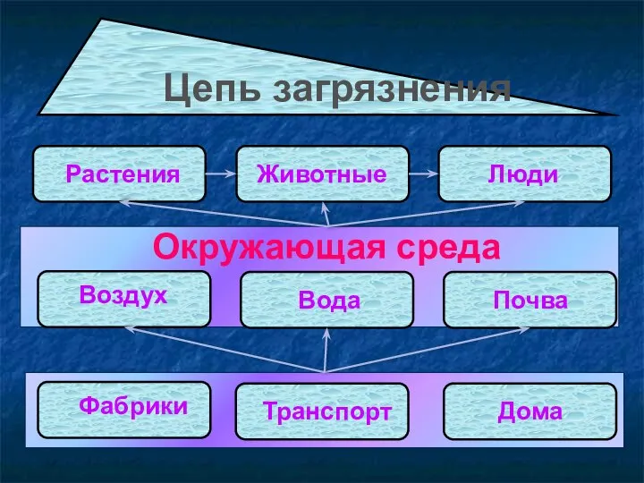 Растения Животные Люди Воздух Вода Почва Фабрики Транспорт Дома Цепь загрязнения Окружающая среда