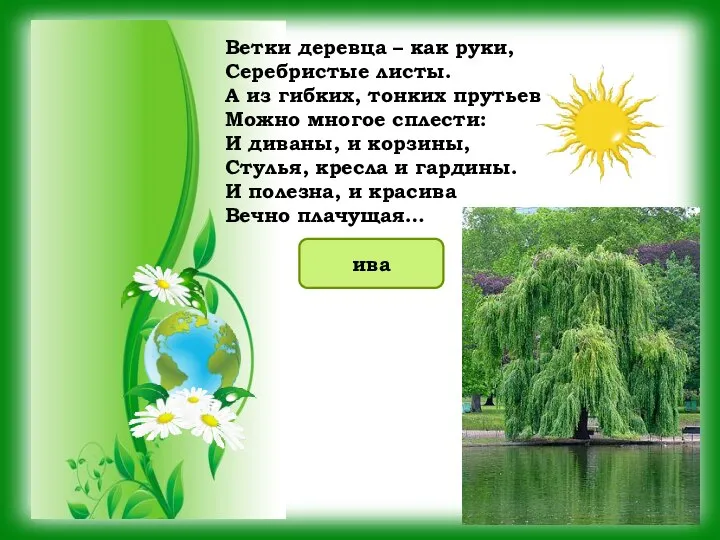 Ветки деревца – как руки, Серебристые листы. А из гибких, тонких