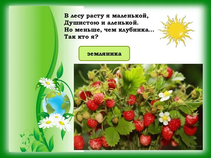 В лесу расту я маленькой, Душистою и аленькой. Но меньше, чем клубника... Так кто я? земляника