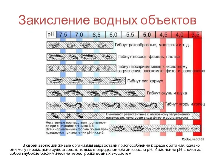 Закисление водных объектов В своей эволюции живые организмы выработали приспособления к