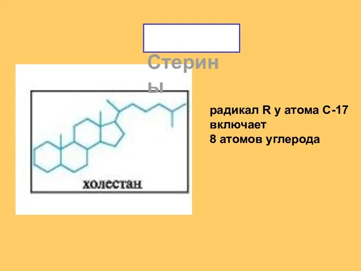 Стерины радикал R у атома С-17 включает 8 атомов углерода