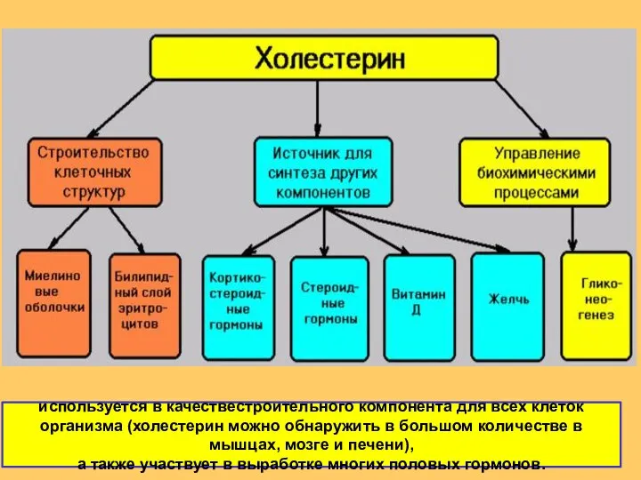 используется в качествестроительного компонента для всех клеток организма (холестерин можно обнаружить