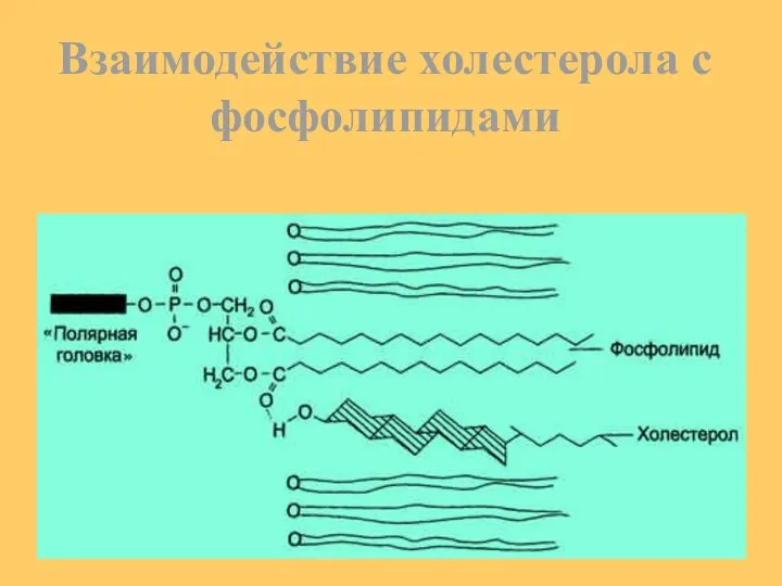 Взаимодействие холестерола с фосфолипидами