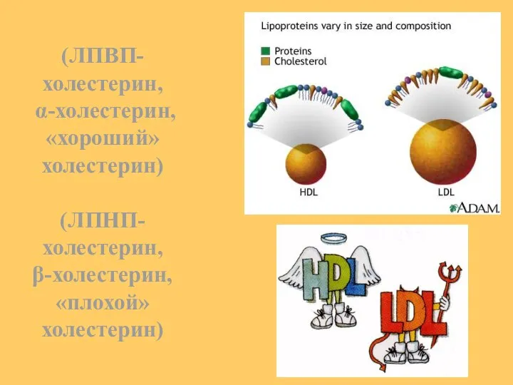 (ЛПВП-холестерин, α-холестерин, «хороший» холестерин) (ЛПНП-холестерин, β-холестерин, «плохой» холестерин)