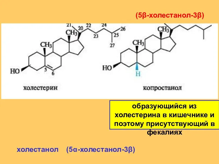 (5β-холестанол-3β) холестанол (5α-холестанол-3β) образующийся из холестерина в кишечнике и поэтому присутствующий в фекалиях