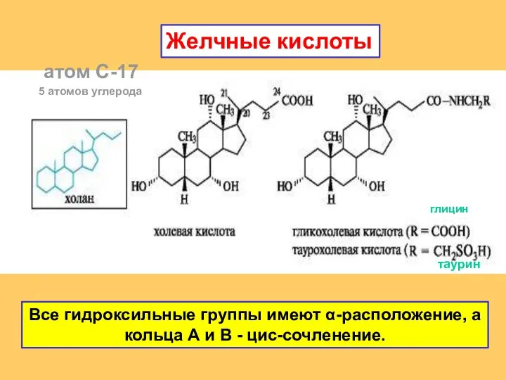 Желчные кислоты 5 атомов углерода атом С-17 Все гидроксильные группы имеют