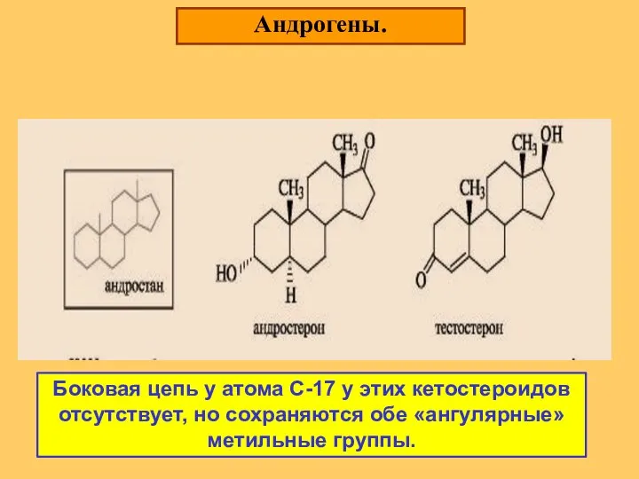 Андрогены. Боковая цепь у атома С-17 у этих кетостероидов отсутствует, но сохраняются обе «ангулярные» метильные группы.