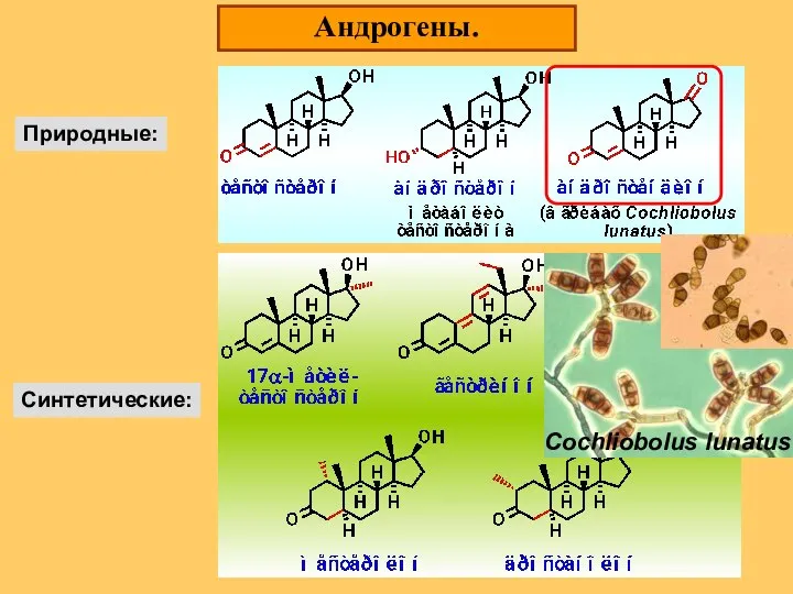 Андрогены. Природные: Синтетические:
