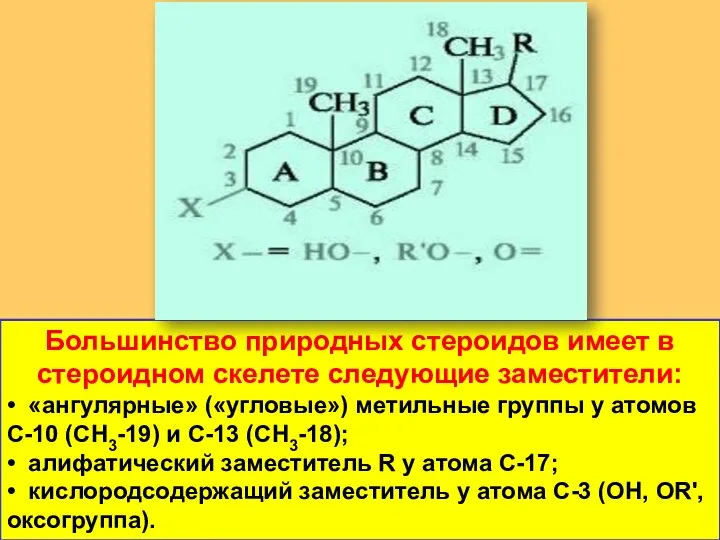 Большинство природных стероидов имеет в стероидном скелете следующие заместители: • «ангулярные»