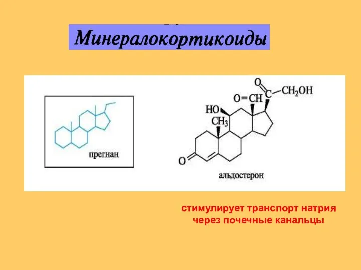 стимулирует транспорт натрия через почечные канальцы