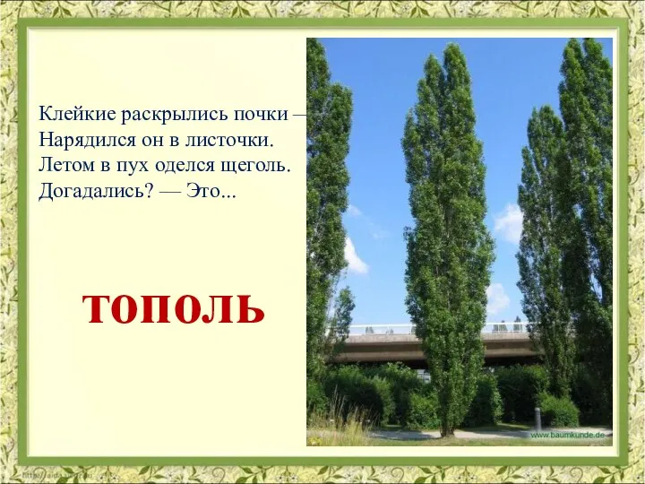 Клейкие раскрылись почки — Нарядился он в листочки. Летом в пух