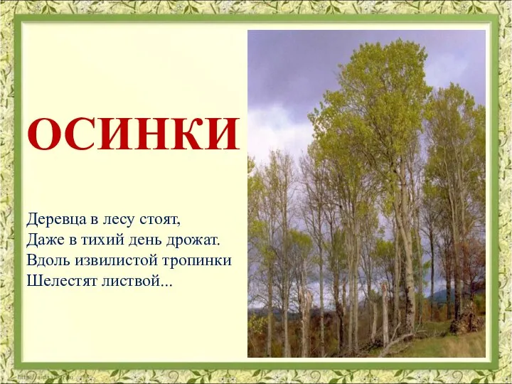 Деревца в лесу стоят, Даже в тихий день дрожат. Вдоль извилистой тропинки Шелестят листвой... ОСИНКИ