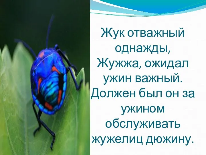 Жук отважный однажды, Жужжа, ожидал ужин важный. Должен был он за ужином обслуживать жужелиц дюжину.