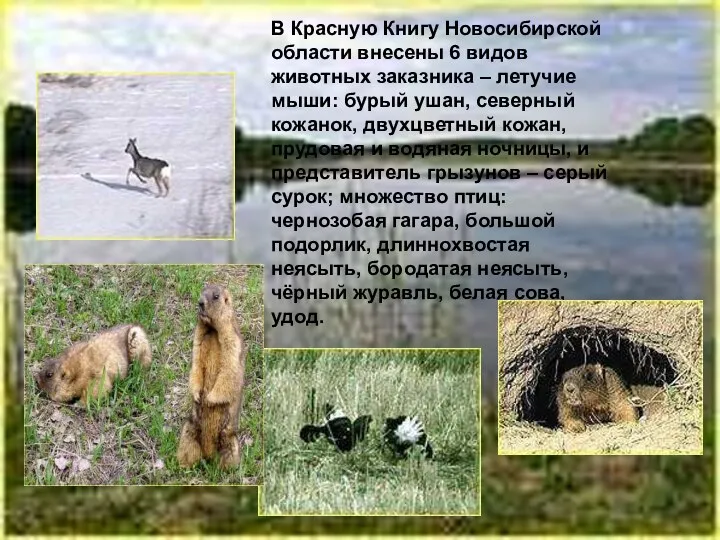 В Красную Книгу Новосибирской области внесены 6 видов животных заказника –