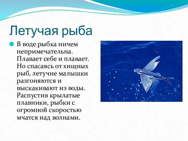 Летучая рыба В воде рыбка ничем непримечательна. Плавает себе и плавает.