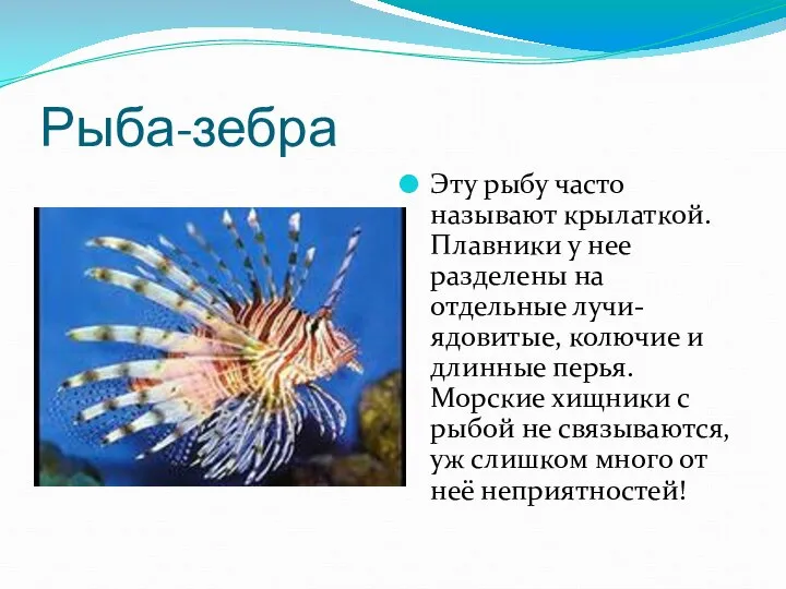 Рыба-зебра Эту рыбу часто называют крылаткой. Плавники у нее разделены на