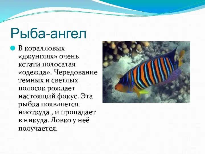 Рыба-ангел В коралловых «джунглях» очень кстати полосатая «одежда». Чередование темных и