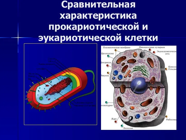 Сравнительная характеристика прокариотической и эукариотической клетки