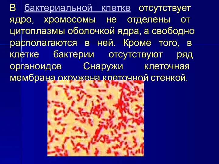 В бактериальной клетке отсутствует ядро, хромосомы не отделены от цитоплазмы оболочкой