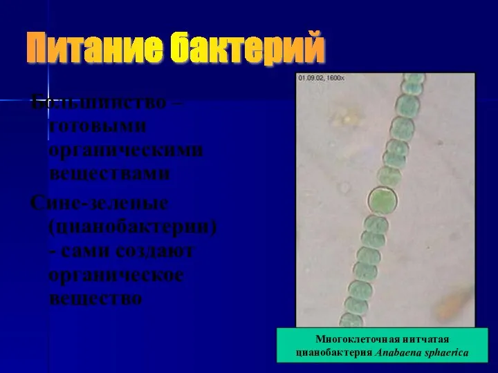 Большинство – готовыми органическими веществами Сине-зеленые (цианобактерии) - сами создают органическое