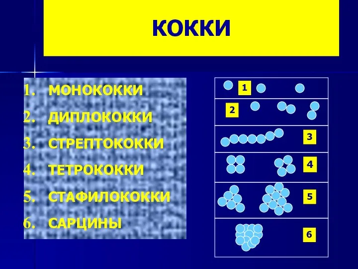 КОККИ МОНОКОККИ ДИПЛОКОККИ СТРЕПТОКОККИ ТЕТРОКОККИ СТАФИЛОКОККИ САРЦИНЫ 1 2 3 4 5 6