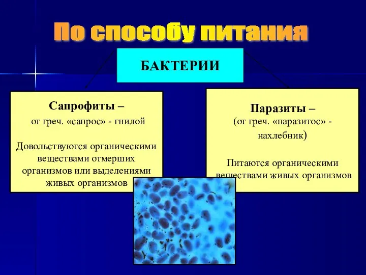 По способу питания БАКТЕРИИ Сапрофиты – от греч. «сапрос» - гнилой