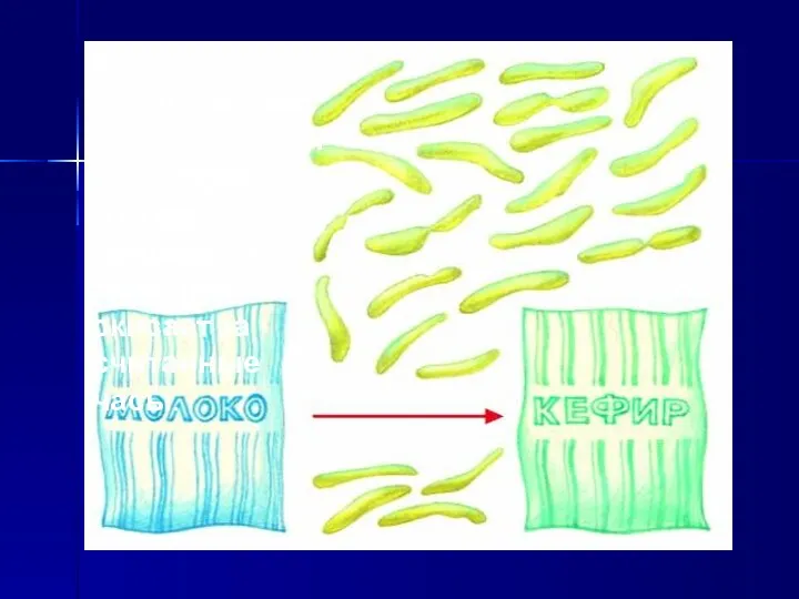 Быстрое размножение кисломолочных бактерий в молоке приводит к тому, что оно скисает за считанные часы.