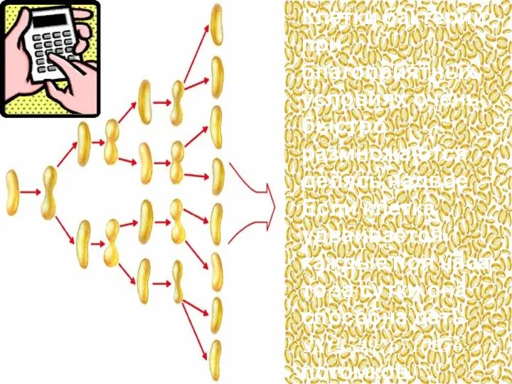 Клетки бактерий при благоприятных условиях очень быстро размножаются, делясь надвое. Если