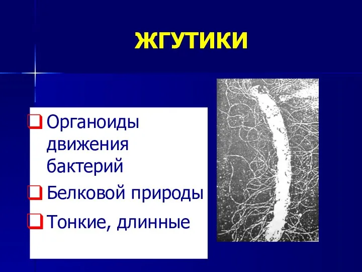 ЖГУТИКИ Органоиды движения бактерий Белковой природы Тонкие, длинные