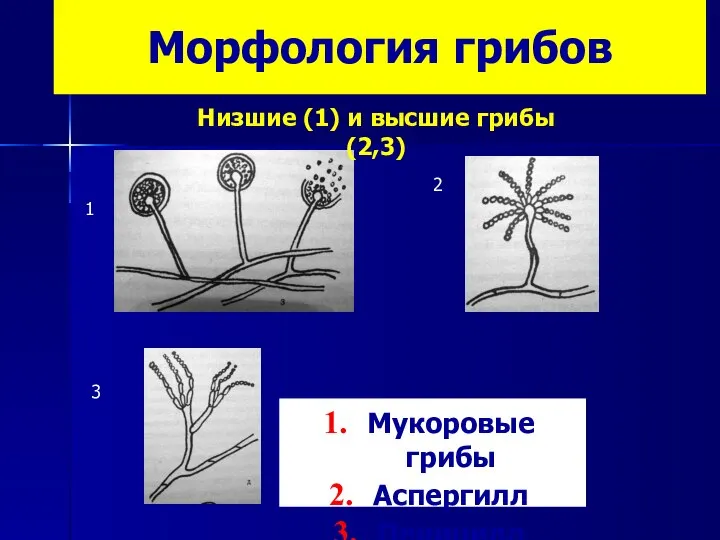 Морфология грибов Низшие (1) и высшие грибы(2,3) 1 3 2 Мукоровые грибы Аспергилл Пеницилл