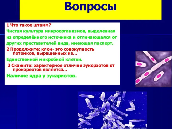 Вопросы 1 Что такое штамм? Чистая культура микроорганизмов, выделенная из определённого