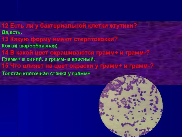 12 Есть ли у бактериальной клетки жгутики? Да,есть. 13 Какую форму