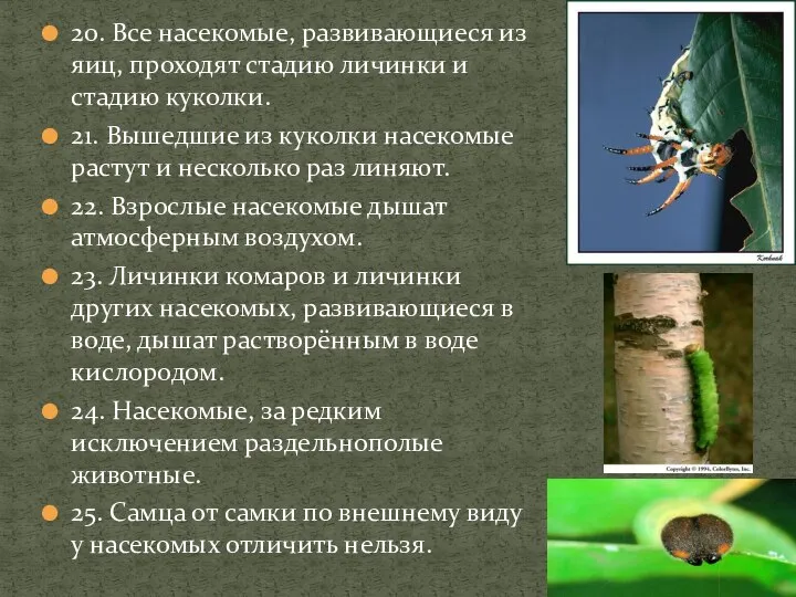 20. Все насекомые, развивающиеся из яиц, проходят стадию личинки и стадию