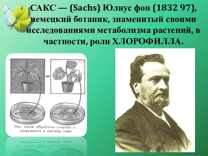 САКС — (Sachs) Юлиус фон (1832 97), немецкий ботаник, знаменитый своими