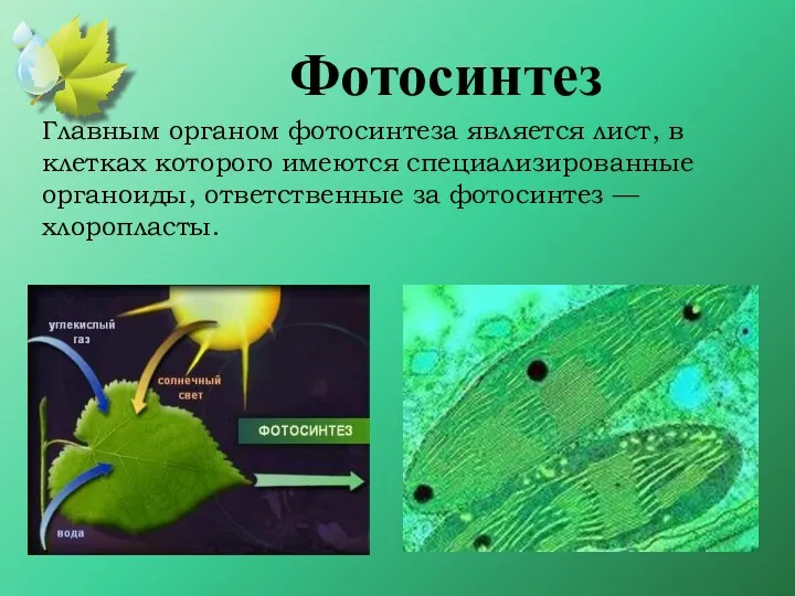 Главным органом фотосинтеза является лист, в клетках которого имеются специализированные органоиды,