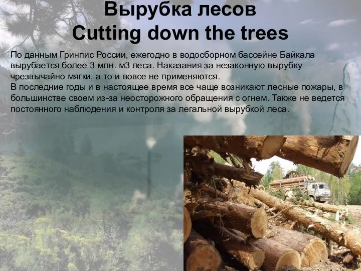 Вырубка лесов Cutting down the trees По данным Гринпис России, ежегодно