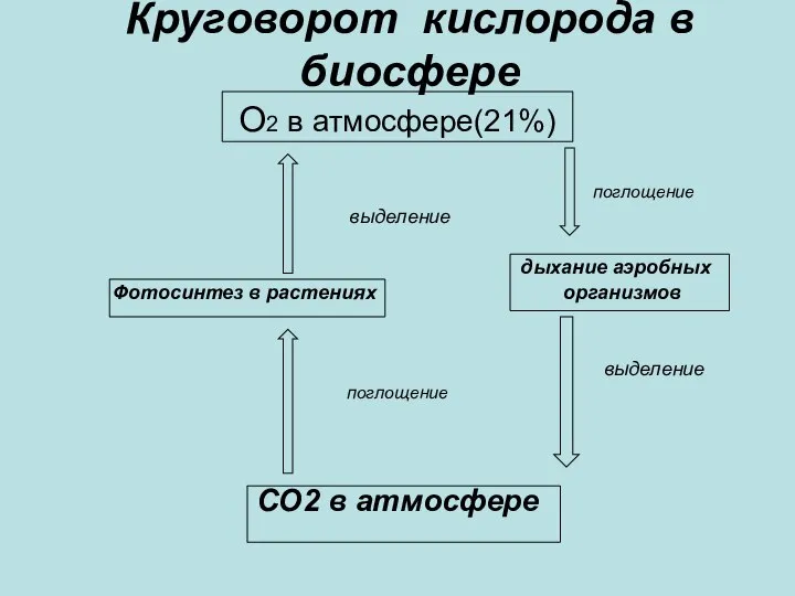 Круговорот кислорода в биосфере О2 в атмосфере(21%) поглощение выделение дыхание аэробных