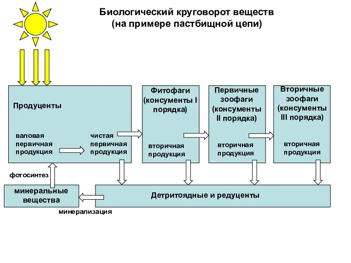 Продуценты Первичные зоофаги (консументы II порядка) Фитофаги (консументы I порядка) Вторичные