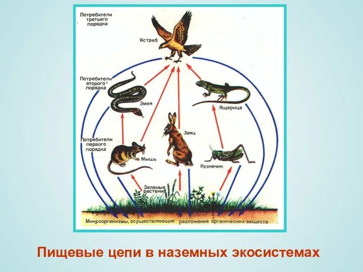 Пищевые цепи в наземных экосистемах