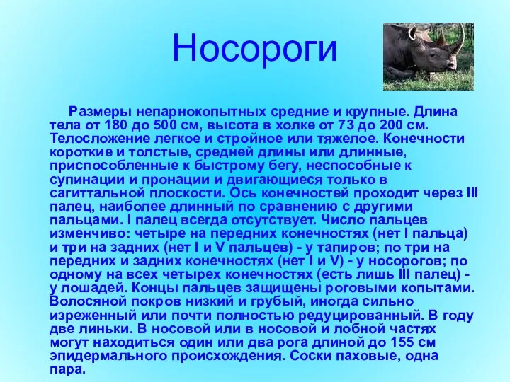 Носороги Размеры непарнокопытных средние и крупные. Длина тела от 180 до