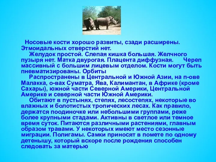 Носовые кости хорошо развиты, сзади расширены. Этмоидальных отверстий нет. Желудок простой.