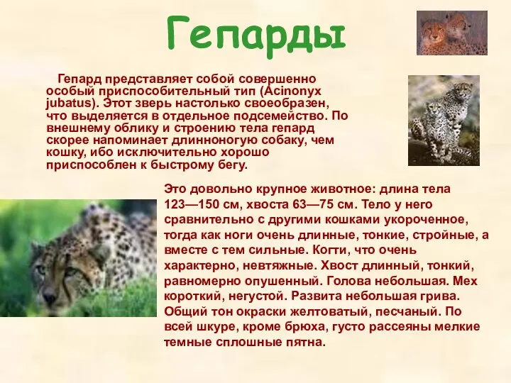 Гепарды Гепард представляет собой совершенно особый приспособительный тип (Аcinonyx jubatus). Этот