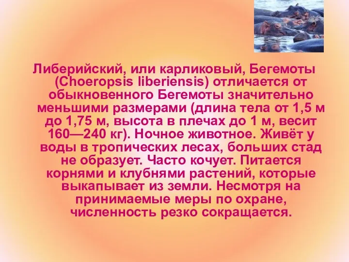 Либерийский, или карликовый, Бегемоты (Choeropsis liberiensis) отличается от обыкновенного Бегемоты значительно